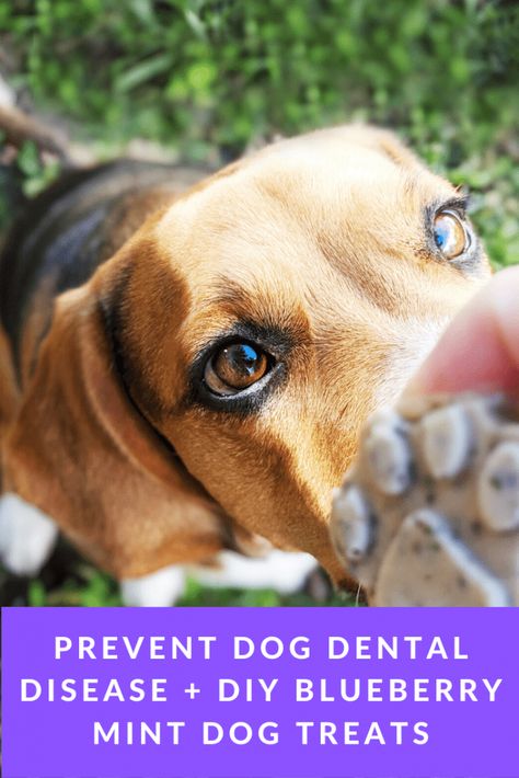 Prevent Dog Dental Disease + DIY Blueberry Mint Dog Treats Mint Dog Treats, Dog Breath Mints, Diy Dog Toothpaste, Dog Dental Treats, Dog Dental Chews, Easy Dog Treat Recipes, Dog Toothpaste, Blueberry Mint, Colorful Hairstyles