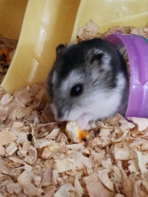 A dwarf hamster a campbell Animals