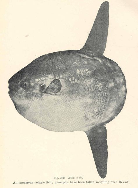 Mola mola Ocean Sunfish Drawing, Sunfish Drawing, Sunfish Tattoo, Mola Mola Fish, Ocean Sunfish, Scary Fish, Pelagic Fish, Mola Mola, Image Of Fish