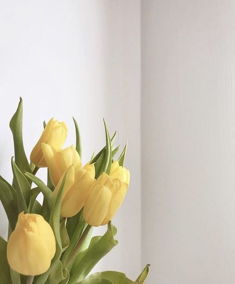 Yellow Aesthetic Pastel, Yellow Theme, Yellow Iphone, Yellow Tulips, Yellow Wallpaper, Yellow Aesthetic, Aesthetic Colors, Pastel Yellow, Mellow Yellow