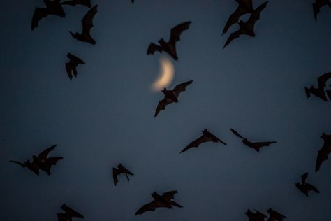 Vampire Asthetic Picture, Emo Desktop Wallpaper, Gothic Wallpaper Laptop, Halloween Pc Wallpaper, Bats Aesthetic, Bat Aesthetic, Bat Background, Gothic Wallpaper, Witchy Wallpaper