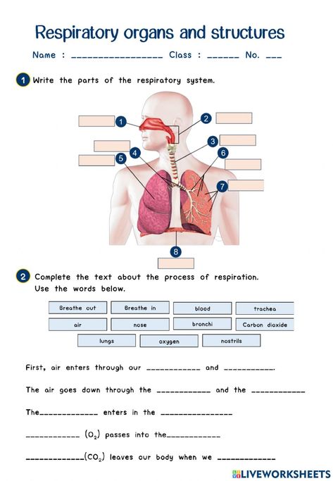 Respiratory System Worksheet, Health Science Classroom, Biology Diagrams, States Of Matter Worksheet, Matter Worksheets, English Grammar Book, Grammar Book, Concept Map, Human Body Systems