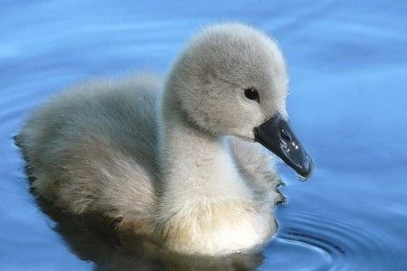 Geese Pictures, Swan Drawing, Baby Swan, Trumpeter Swan, Mute Swan, Swan Song, Animal References, Baby Drawing, Ugly Duckling