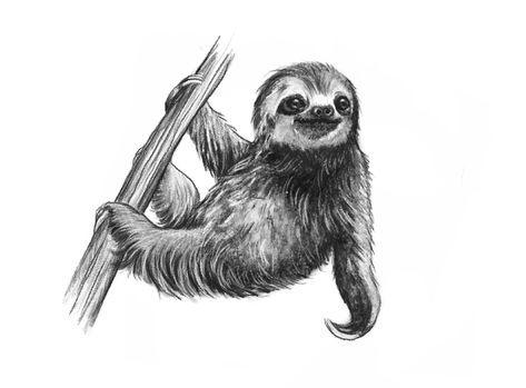 Sloth Drawing Realistic, Noah Bradley Art, Realistic Sloth Tattoo, Cute Animal Tattoo Ideas, Sloth Tattoo Design, Sloth Sketch, Creepy Sloth, Sloth Drawing, Sloth Tattoo