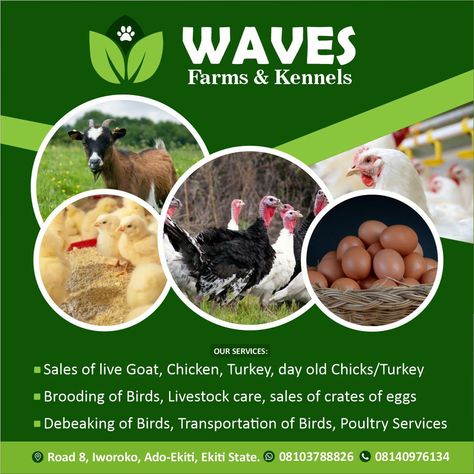 Cow Feed, Day Old Chicks, Farm Business, Graphic Design Business Card, Flyer And Poster Design, Poultry Farm, Poster Background, Poster Background Design, Chicken Farm