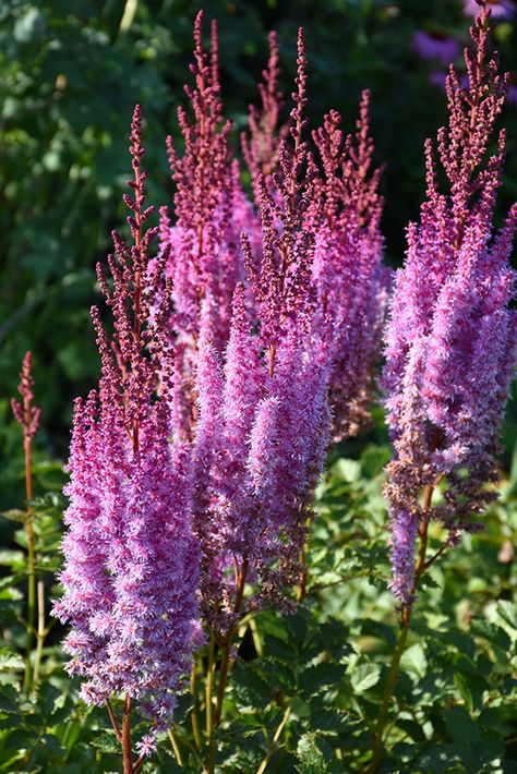 Superba Chinese Astilbe (Astilbe chinensis 'Superba') at GardenWorks Potted Plants For Shade, Astilbe Chinensis, False Spirea, Bathroom View, American Garden, Best Perennials, Pot Plant, Herbaceous Perennials, Low Maintenance Plants