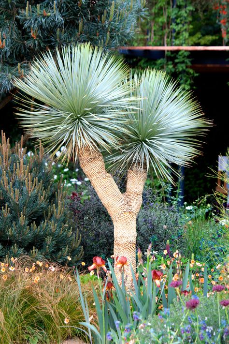 Yucca rostrata Yucca Rostrata Garden, Planting Palette, Beauty Of Mathematics, Yucca Rostrata, Florida Landscaping, Backyard Trees, Palm Garden, Best In Show, Native Garden