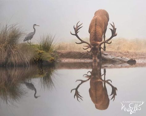 Deer Drinking Water, Elk Pictures, Bird Stand, Watering Hole, Water Drawing, Deer Art, Water Reflections, Water Photography, A Deer