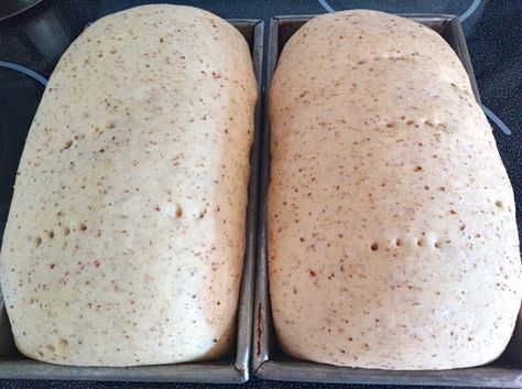 Amish Heritage Recipes, Amish Whole Wheat Bread Recipe, Best Honey Wheat Bread Recipe, Wheat Berry Bread Recipe, Honey Wheat Bread Recipe, Amish Bread Recipes, Multigrain Bread Recipe, Amish Bakery, Wheat Flour Recipes