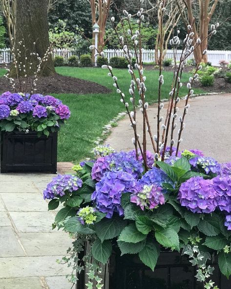 Contained Creations® Hydrangea Planters, Spring Containers, Hydrangea Potted, Spring Planter, Flower Containers, Hosta Gardens, Container Garden Design, Porch Planters, Flower Pots Outdoor