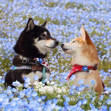 Japanese Dogs, Shiba Inu Dog, Shiba Inu, Dog Care, 귀여운 동물, Cute Funny Animals, Animals Friends, Popular Memes, Animals And Pets