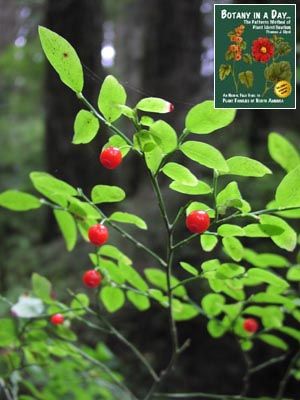 Vaccinium parviflorum. Red Huckleberry. Red Huckleberry, Rainforest Mural, Huckleberry Bush, Huckleberry Plant, Clackamas Oregon, Forest Paintings, Identify Plants, Berry Patch, Rental Ideas