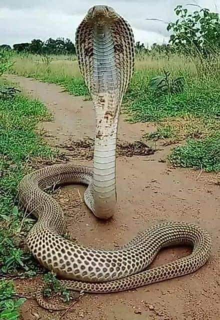 Anaconda Snake, Self Destruct, King Cobra Snake, Scary Snakes, Snake Photos, Amazing Animal Pictures, Scary Animals, Cobra Snake, Wild Animals Pictures