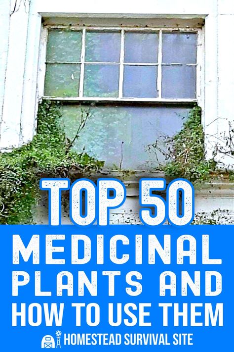 Herbs For Health Pioneer Skills, Herbalism Recipes, Natural Pharmacy, Medicine Plants, Medicinal Recipes, Off Grid Ideas, Medicinal Wild Plants, Medical Plants, Medicine Garden