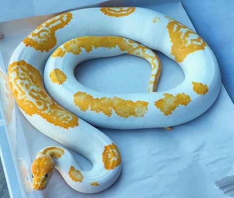 Albino Burmese Python, Pet Snakes, Reticulated Python, Burmese Python, Colorful Snakes, Pretty Snakes, Ball Pythons, Pet Snake, Reptile Snakes