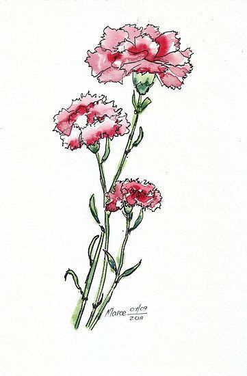 Carnation Drawing, Carnation Tattoo, Back Back, Pink Carnations, Carnation Flower, 수채화 그림, Pen And Watercolor, Watercolor Cards, Colored Pencil