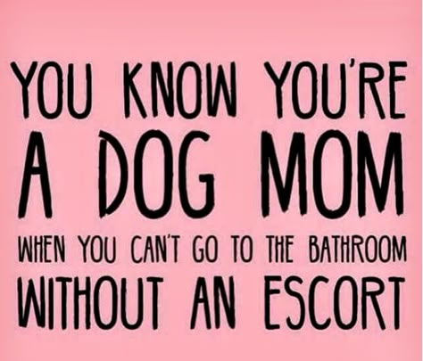 Is this quote true in your home? You know you're a dog mom when... #dogs #quotes Dog Rules, Must Love Dogs, Dog Signs, Crazy Dog, Dogs Of The World, About Dogs, Pet Stuff, Animal Quotes, Dog Quotes