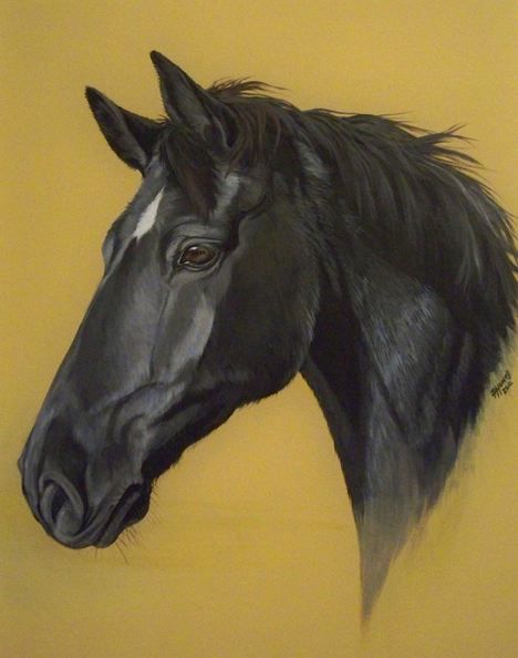 Paula Howell Black Horse Drawing, Black Horse Art, Black Horse Painting, Horse Paintings Acrylic, Rodeo Jeans, Unusual Horse, Horse Paintings, Picture Frame Gallery, Equine Portraits