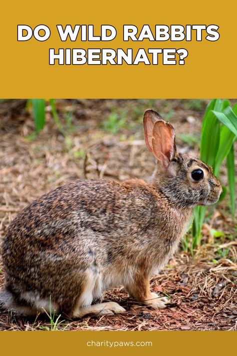 Wild Rabbit Shelter, Rabbit Species, Wild Rabbits, Wild Bunny, Rabbit Farm, Pet Bunny Rabbits, Lincoln Park Zoo, Indoor Rabbit, Wild Rabbit