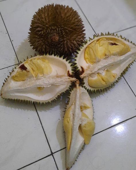 Duren, wonosalam, montong, king of fruits. Durian Montong, Meat, Fruit