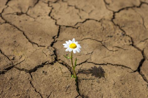 Flower in the desert is dry land daisy. Daisy flower in the desert , #Sponsored, #dry, #desert, #Flower, #land, #flower #ad | Nature images, Flowers, Daisy flower Cracked Earth, Dry Desert, Daisy Daisy, Dry Land, In The Desert, The Desert, Daisy Flower, Daisy, Nature