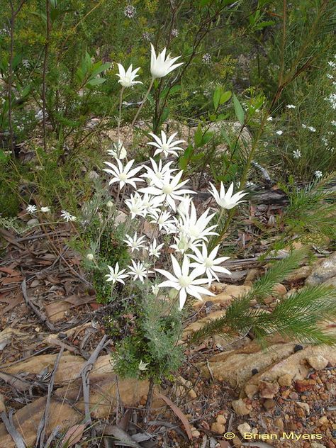 Actinotus helianthi-Flannel Flower-DSC00636-CR | On Pipeline… | Flickr Flannel Flower, National Parks, Flowers