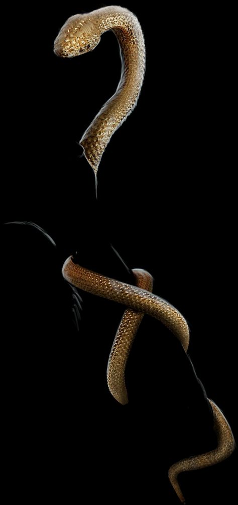 Body Png Picsart, Hand Png For Editing, Editing Material Png, Snake On Hand, Snake Art Design, Rp Png, Hand Overlay, Magic Places Fantasy Dreams, Snake Png