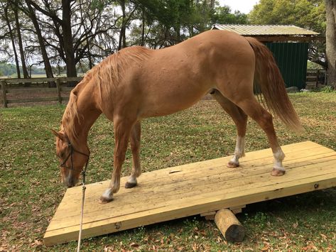 Equine Obstacle Course Ideas, Trail Obstacles For Horses Diy, Groundwork For Horses, Trail Obstacles For Horses, Horse Obstacle Course Ideas Diy, Diy Horse Obstacles, Horse Desensitizing Ideas, Horse Obstacle Course Ideas, Horse Enrichment