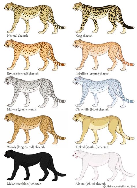 A cheetah color mutation guide I did for my new unfinished roleplay site. The site's currently on a long hiatus and I might never actually launch it, but I thought this would be really neat to shar... Fantasy Cheetah, Cheetah Images, Cheetah Pictures, Cheetah Coat, Big Cats Art, Rare Animals, Sea Creature, Cat Family, Cheetahs