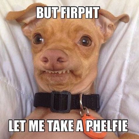 You Look Fabulouph, phteven! Friend Humor, Funny Sites, Behind Blue Eyes, Funny Dog Pictures, Humor Grafico, Funny Animal Memes, E Card, Funny Animal Pictures, Dog Memes