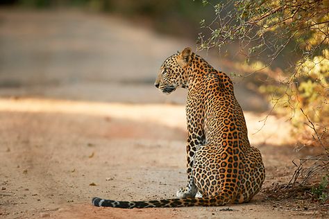 Sitting Leopard, Reference Board, Cat Reference, Dirt Road, Click Photo, Big Cat, Back View, Leopards, Reference Images