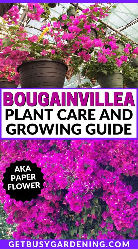 Bougainvillea Care, Bougainvillea Plant, Bougainvillea Tree, Beginner Gardening, Colorful Patio, Container Garden Design, Florida Gardening, Garden Vines, Astuces Diy