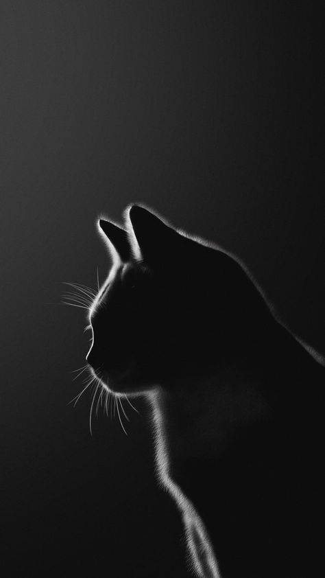 •Dark. in 2022 | Anak kucing gemas, Kucing, Gambar Iphone Cat Wallpaper, Black Cats Aesthetic, Cat Black Background, Cat Wallpaper Iphone, Black Cat Wallpaper, Wallpaper Gatos, Cat Shadow, Cat Phone Wallpaper, Black Cat Aesthetic