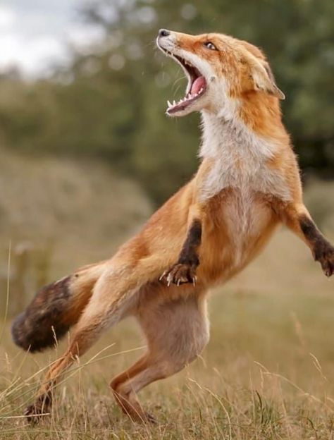 Fox Anatomy Study, Animal Photography Reference, Animals In Action Photography, Fox With Mouth Open, Fox Anatomy Reference, Animal Reference Photos Action Poses, Fox Mouth Open, Animals In Motion Photography, Animal Dynamic Poses