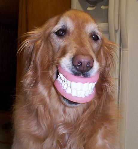 www.WhiteGuysQC.com Teeth Whitening Davenport, IA Bettendorf, IA Teeth Whitening Quad Cities.   2 Smile On, Golden Retriever, Funny, Pink