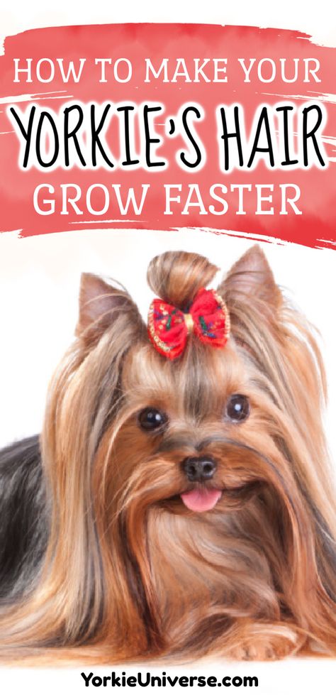 Long Yorkie Haircut, Long Hair Yorkie, Yorkie Long Hair, Yorkie Grooming, Yorkie Hair, Yorkie Cuts, Hair Growth Progress, Yorkie Hairstyles, Fall Groom