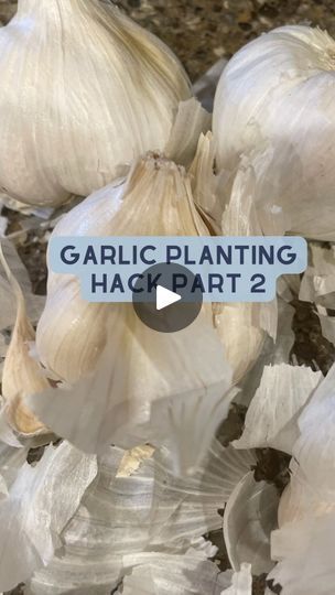 8.9K views · 610 reactions | Planting garlic in October is ideal for a successful harvest in June, as the cloves have time to establish roots before winter, then grow vigorously in spring. Garlic is not only easy to grow but is packed with health benefits, rich in vitamin C, B6, and manganese, and known for boosting immunity. It also makes a great companion for strawberries by deterring pests like aphids, while strawberries provide a low-growing ground cover that helps suppress weeds around the garlic. This pairing maximizes garden space and supports healthier, more productive plants, leading to a bountiful and nutritious summer harvest.

Are you going to try planting garlic this year? | Jenn 💚 Frugal Gardening Tips and Cleaner Eating Garden Garlic, Low Growing Ground Cover, Spring Garlic, Plant Garlic, Boosting Immunity, Frugal Gardening, Cleaner Living, Planting Garlic, Cleaner Eating