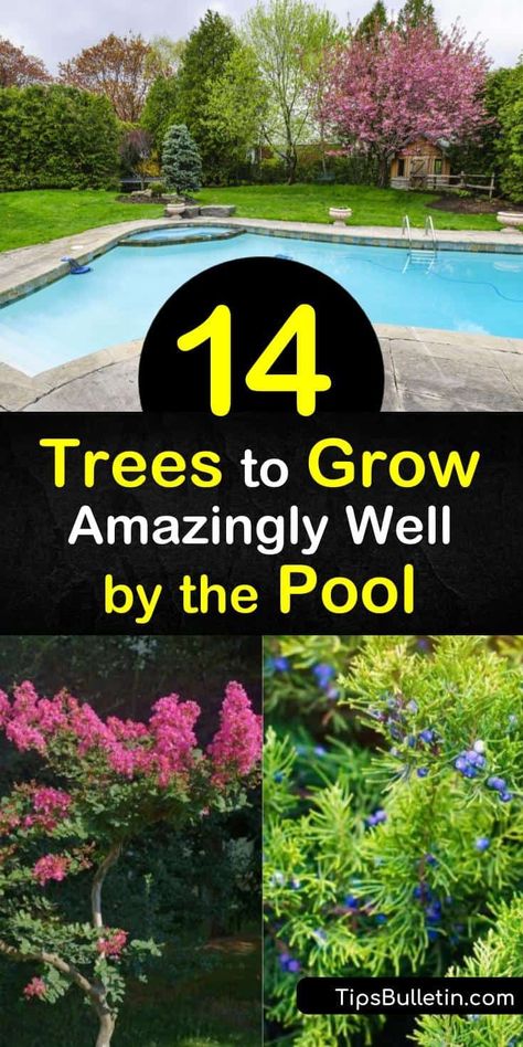 Discover how to create an oasis of palm trees, deciduous trees, and other low maintenance trees while pool landscaping. Plant an acacia or fruitless olive tree for unique shape and foliage and other poolside trees such as citrus and palms. #pooltrees #pool #tree #growingtrees Landscaping By Pool Backyards, Pool Landscaping Backyard Privacy, Poolside Decorating Ideas Patio, Landscape Around Pool Pump, Swimming Pool Privacy Ideas, Backyard Pool Landscaping Privacy, Simple Backyard Pool Landscaping, Pool Side Landscaping Ideas Backyard, Yard With Pool Landscaping