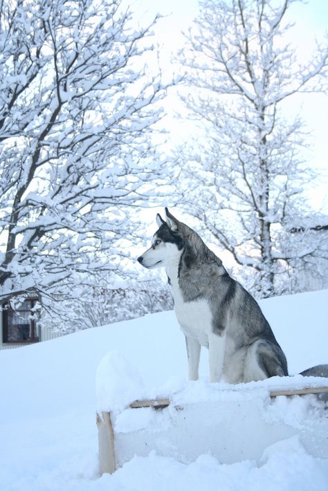 Alaska Aesthetic, Caine Husky, Alice Kellen, Ras Anjing, Wolf Husky, Cute Husky, Husky Lover, Siberian Husky Dog, Picture Beautiful