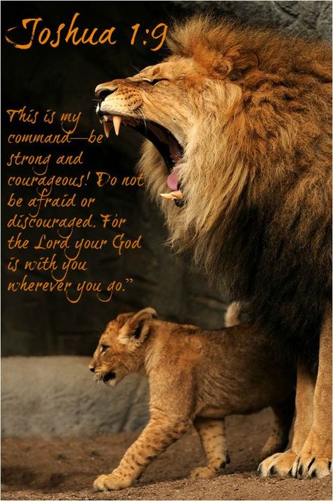 Woord Van God, Lion Quotes, Ayat Alkitab, Baby Lion, Lion Of Judah, Cheetahs, Beautiful Animals, Adorable Animals, Wild Animals