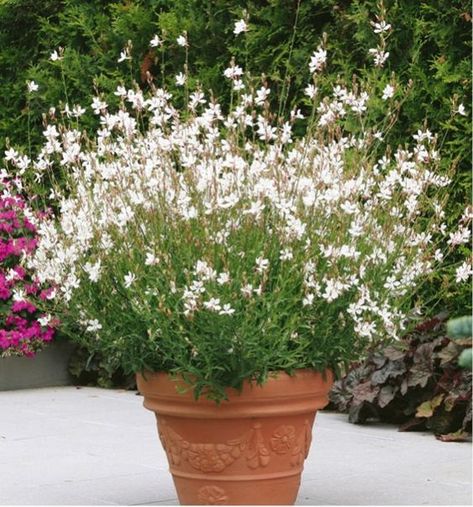 So White Gaura - masses of fluttering, white flowers that bloom from summer to frost. Great to attract butterflies. Grows to about 10" x 18", Blooms about June - October. Deciduous. White Gaura, Gaura Plant, Large Garden Pots, Patio Flowers, White Plants, Patio Plants, Mediterranean Garden, Garden Containers, Garden Cottage