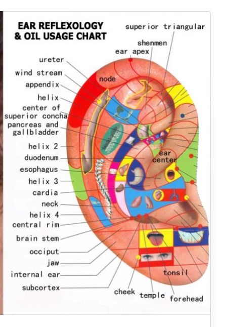 Piercing Pain Chart, Reflexology Techniques, Pain Chart, Ear Reflexology, Pressure Point Therapy, Reflexology Chart, Face Mapping, Yl Oils, Brain Stem