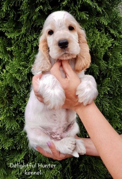 Puppy Dog Pictures, Spaniel Breeds, Cocker Spaniel Puppies, Cocker Spaniel Dog, Cute Animals Puppies, English Cocker, English Cocker Spaniel, Spaniel Puppies, Cute Dog Pictures