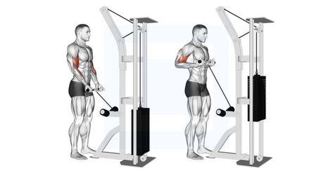 Cable Drag Curl Biceps Brachii Muscle, Concentration Curls, Biceps Brachii, Bosu Ball, Latissimus Dorsi, Hammer Curls, Smith Machine, Stability Ball, Cardio Routine