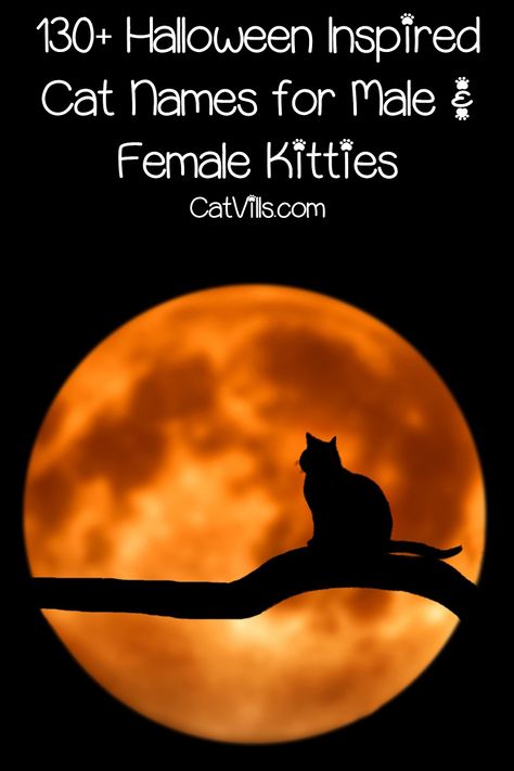 130+ Halloween Inspired Cat Names for Male & Female Kitties - CatVills Super Villain Names, Halloween Names For Cats, Girl Cat Names, Evil Children, Cute Cat Names, Halloween Names, Vampire Cat, Kitten Names, Black Kitten