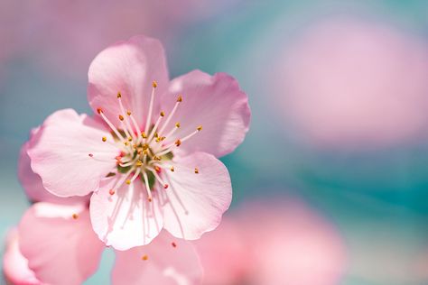 Pink Photography, Plant Photography, Sakura Cherry Blossom, Trendy Flowers, Spring Photography, Macro Photos, Flower Wallpaper, Flowers Photography, Botanical Prints