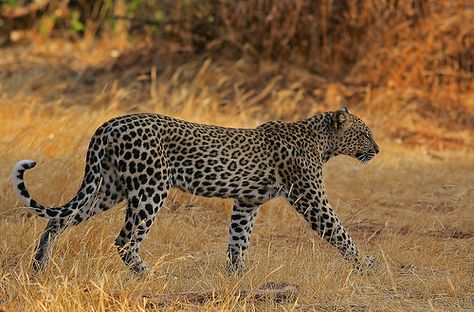 Sleek Samburu She Leopard! Deforestation Painting, Leopard Walking, Irl References, Elephant Shrew, Jaguar Leopard, Leopard Painting, Cat Anatomy, School Poster, Kinds Of Cats