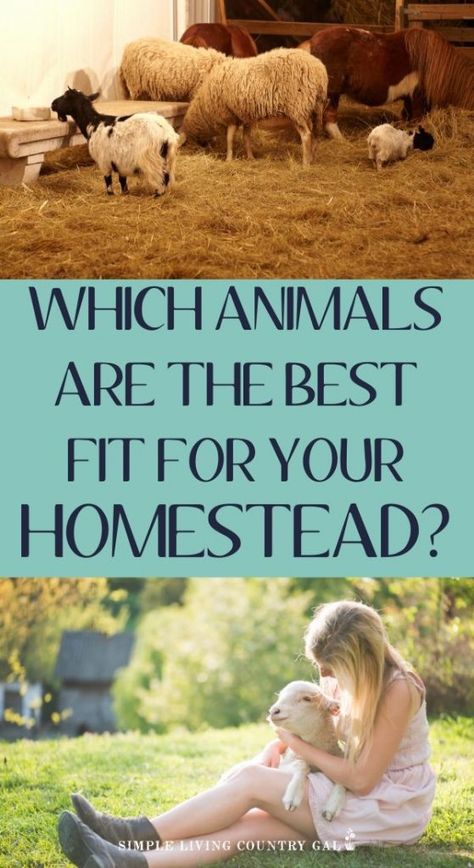 how to start homesteading. How to pick the best animals for your farm. How to raise animals for a more simple life. Homesteading for beginners. HOw to garden, wanting to raise a few small animals so you can fill your kitchen with fresh organizing homegrown foods. Knowing the choices that are out there will help you to better choose the best fit for you and your family. #homesteadanimals #farmanimals #modernhomesteading #urbanhomesteading Beginner Farm Animals, Best Farm Animals For Beginners, Homesteading Uk, Easy Farm Animals, Tennessee Homestead, Simple Farm Life, Homestead Planning, Start Homesteading, Homesteading For Beginners