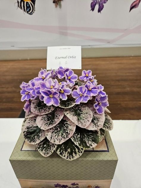 29 African Violets Display Ideas | Balcony Garden Web African Violet Collection, African Violet Display, African Violets Propagation, African Violet Terrarium, Violet Terrarium, Grow Light Stand, African Violet Care, African Violet Pots, African Violets Plants