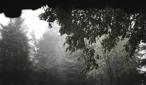 time-lost-traveler Banner Gif, Nature Gif, Aesthetic Gif, Story Inspiration, Rainy Days, Mother Nature, Cool Gifs, Les Oeuvres, Trees